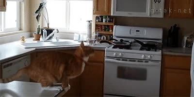 resbalar,gato,ni ha estado cerca,saltar,resbalon