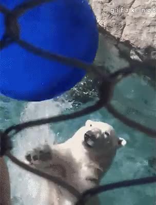 oso polar,lanzar,plato,comida,hambre,zoo