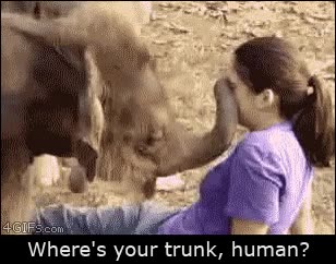 trompa,elefante,buscar,cr&iacute;a,no entender,logica,tocar,cara