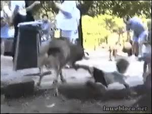 cabra,lanzar,cornada,niño,molesta,cabezazo,tumbar,tirar