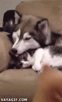 perro,cariño,besos,gato,montar,almohada,husky