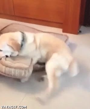 perro,resbalar,brujeria,susto,gracioso