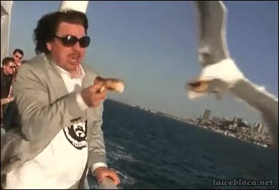 gaviota,robar,bollo,picotazo,al vuelo,habilidad,barco