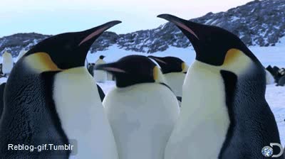 pinguino,seguir,confuso,discusión,cabeza