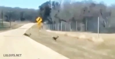 cerca,rebotar,ciervo,saltar,huir,valla