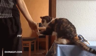 gato,chico,chocar los cinco,bienvenido