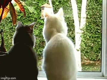 gato,cazar,ave,mirar,deseo,ventana