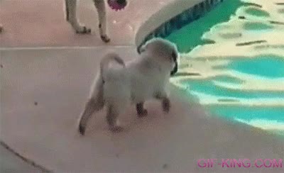 caer,al agua,vaso de plastico,piscina,golden,cachorro,perro