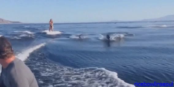 delfín,ski,agua,mar,lancha,jetski,delfines,holy shit