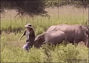 Rinoceronte,Campo,Vaca,Granjero,Caída,Ahora cagará mejor