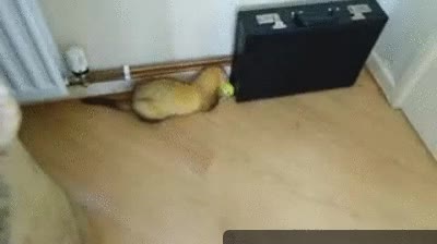 hur&oacute;n,futbol,pelota de tenis,Bola,Loco,Jugar