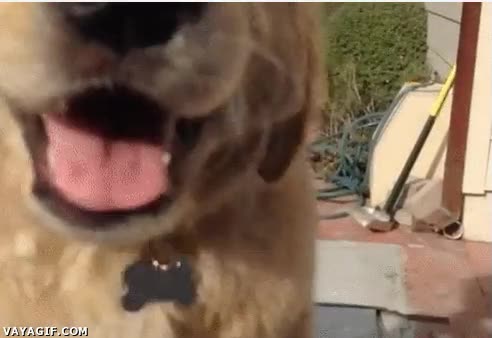 Perro,Saludo,Mierda,Caída,Patinar,Rampa