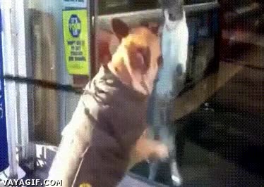 Vidrio,Cristal,Brujería,Atacar,Gato,Perro