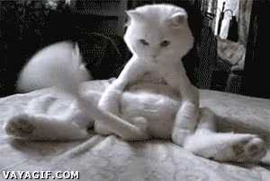 gato,cola,mirar,mover,auto-hipnosis,distracción tonta