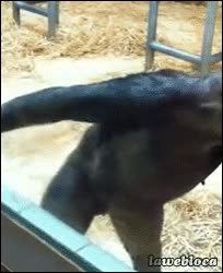 Mono,Vidrio,Limpiar,Boca,Ventana,Chimpance