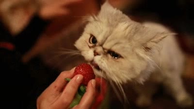 Placer,Fruta,Lengua,Gato,Fresa,Confundido