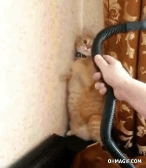 Enlace a La peor pesadilla de un gato