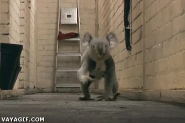 perseguir,correr,miedo,aun así es lento,koala