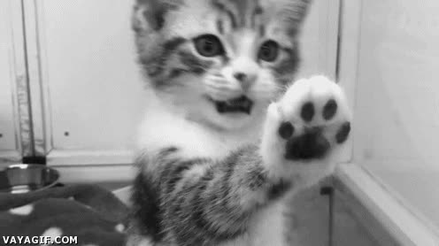 tranqui,Gato,uñas,quieto,cachorro,pata levantada