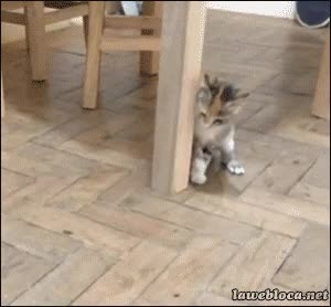 hormiga,gato,susto,saltar,miedo,locura