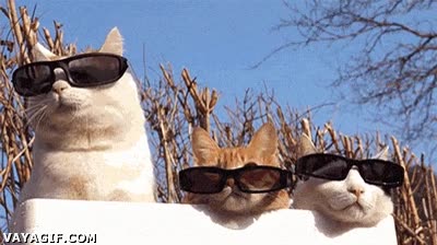 Gatos,Expresión,gafas de sol,mirar