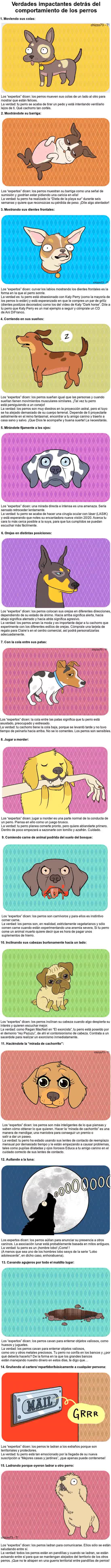 recopilación,cosas,curioso,curiosidades,perros