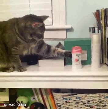 troll,tirar cosas,al suelo,gravedad,el gato de newton,gato,mueble,estantería