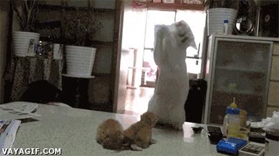 cachorro,madre,lógica de madre gato,gato,loca