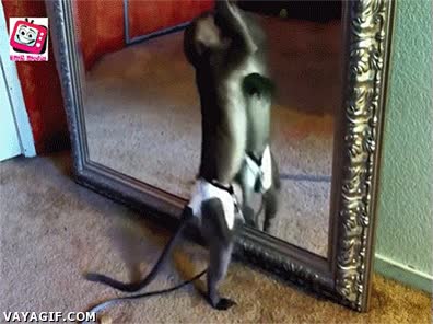 flipar,reflejo,espejo,mono