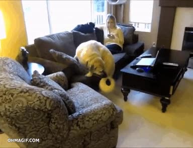 perro,sofá,cola,caer,de espaldas,fail