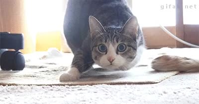 Gato,Patas,Volar,Flotar,Nasa,Al ataque