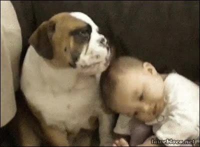 Bulldog,Limpiar,Cabeza,Beb&eacute;,Ni&ntilde;o,Perro