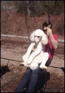 perra,novia,columpio,mecer,celosa