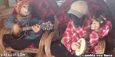 perros,tocar,guitarra,banjo,despecho