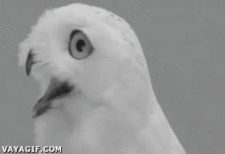 aprobar,suspender,estudiar,empollon,examen,buho,lechuza,suerte