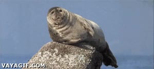 piedra,salto,mar,roca,hipo,foca