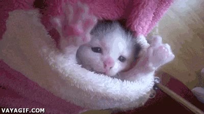 Gatito,despertar,monada,cachorro,blanco,cría,sueño,pereza,ninguna,gana,levantarse,gato