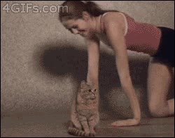 yoga,gato,c&aacute;mara,sentarse,en medio,interrumpir