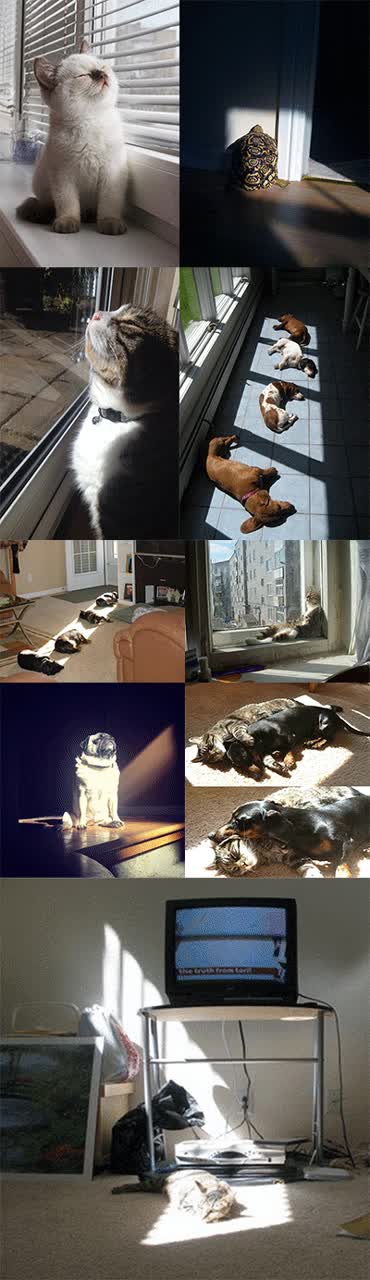 A todos los animales les gusta el sol, pero sin duda, los reyes son los gatos Gato,Sol,Calor,Caliente,Dormir,Placer,Luz
