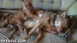 Vago,Dormir,Sueño,Gato,Perro,Sofá,Pereza