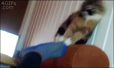 calcetin,tocar,uñas,clavar,gato