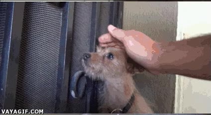 rescatar,perro,enfermo,hambriento,cambio