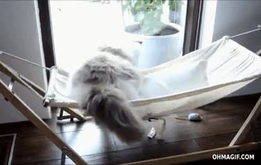 gato,caerse,voltear,hamaca,fail