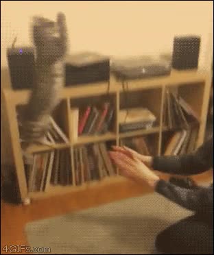 gato,saltar,truco,abrazo,amigo,volar