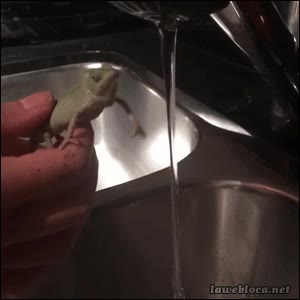 Iguana,Manos,Salud,Lavar,Chorro,Agua,Grifo