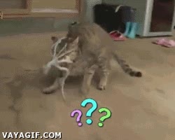 correr hacia atras,susto,cara,pulpo,gato