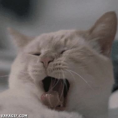 lunes,aburrimiento,dormir,cansancio,peñazo,bostezo,sueño,Gato,clase,primera