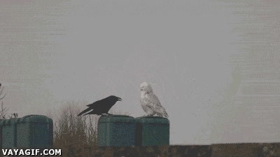 que haces aquí,cuervo,conocer,buho,porque eres tan negro?,y tu tan blanco?