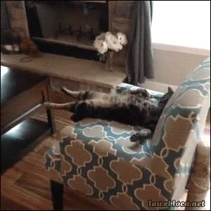 Ya es viernes?,Bocarriba,Gato,Sue&ntilde;o,Dormir,De espalda,Como si le afectase en algo