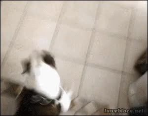 Perro,Correr,Volver,Sofa,Bulldog,Jugar